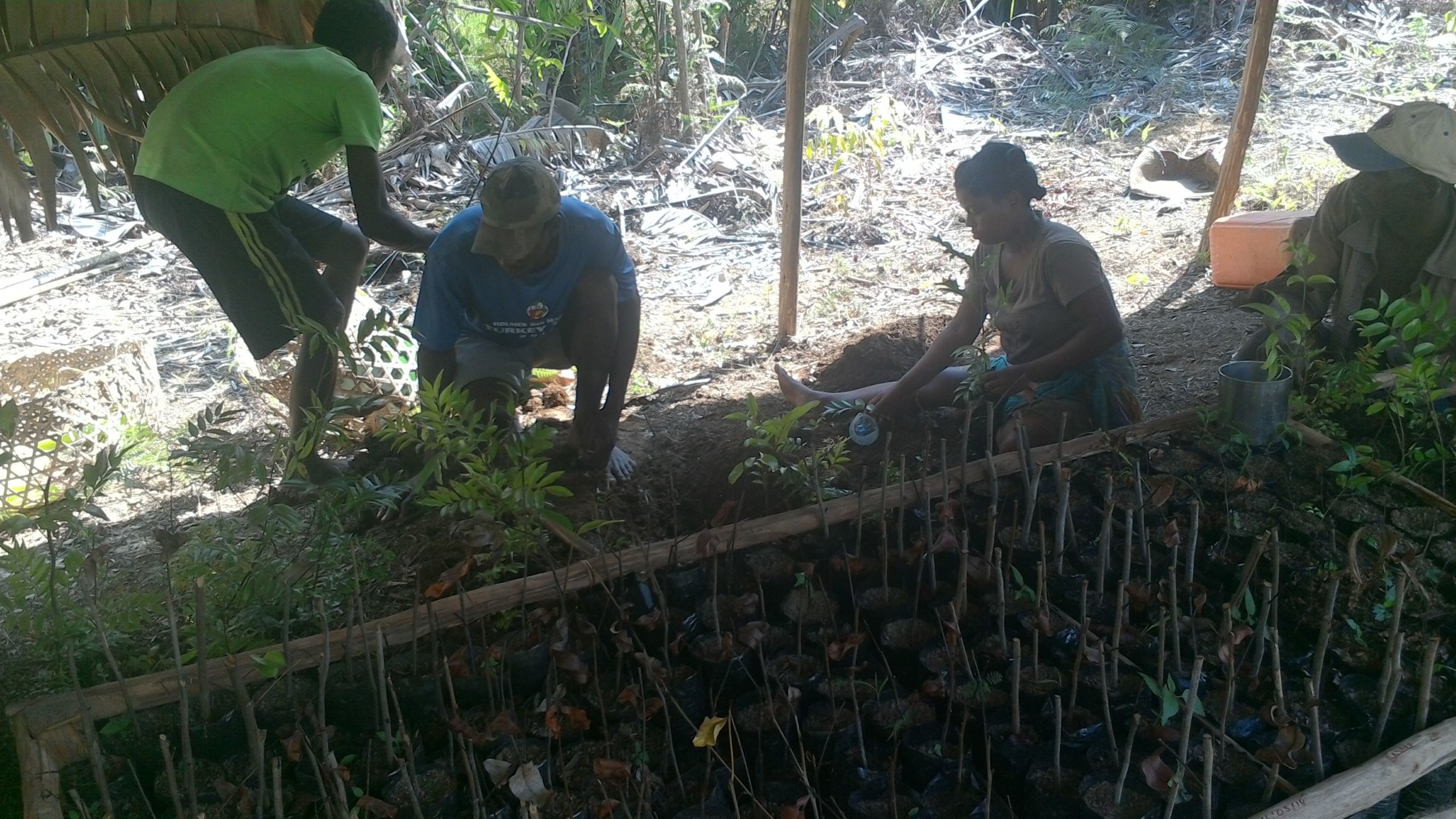 Preparation de pousse